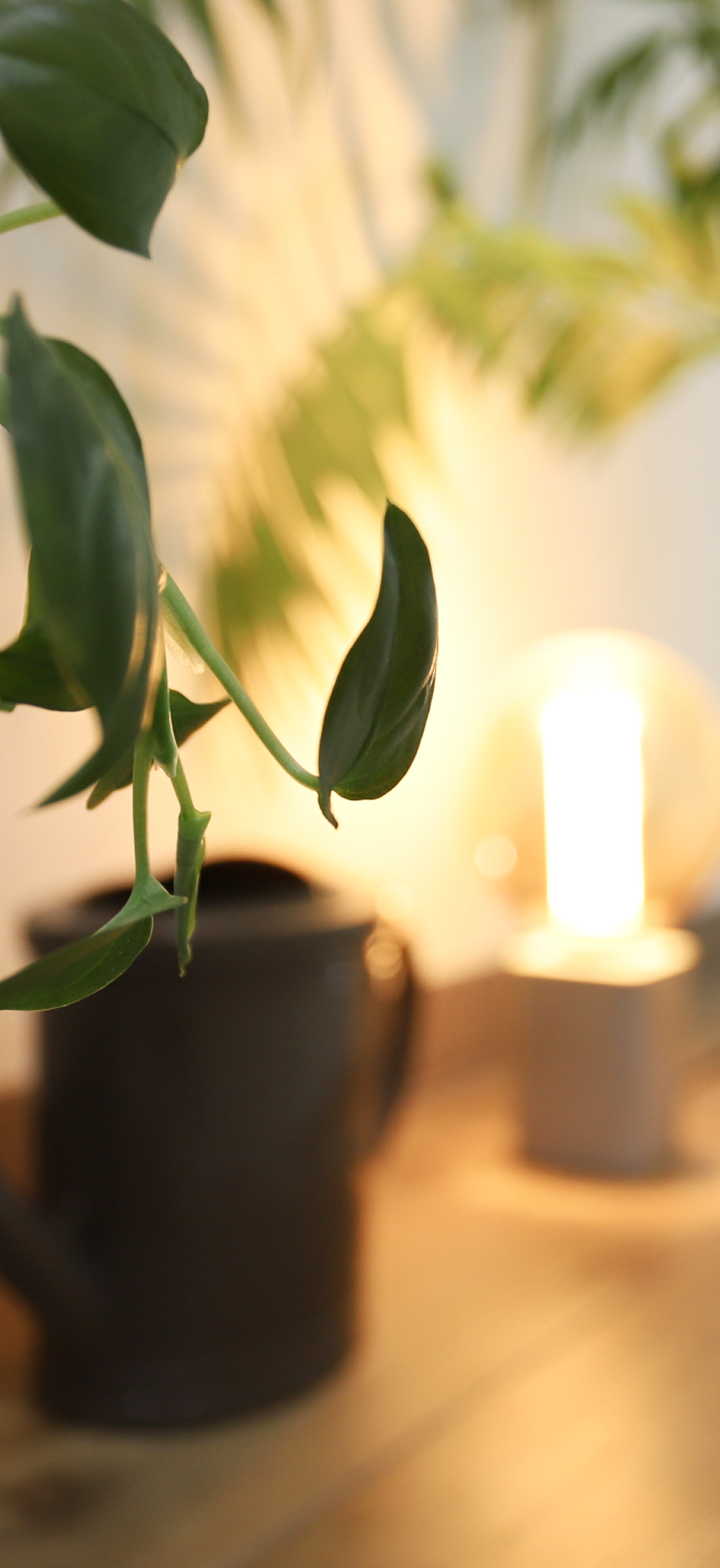 観葉植物